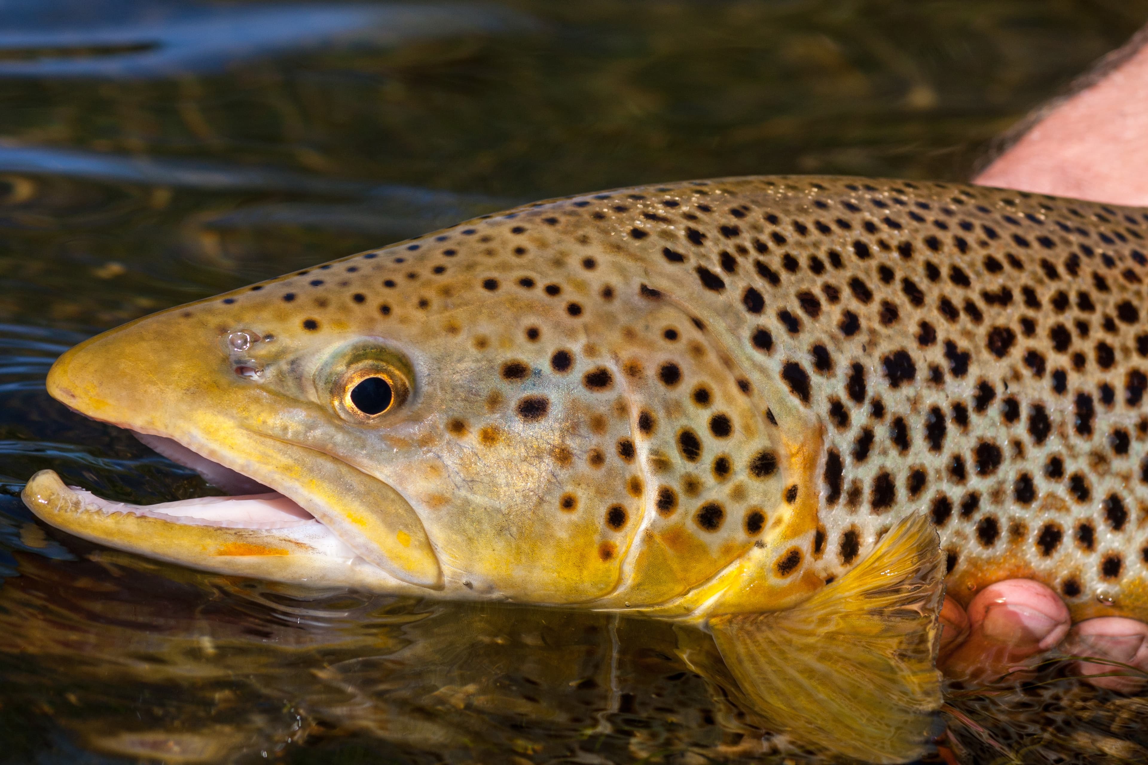 Chile Fly Fishing - Portada de eventos